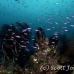 anthias_purple_lr_mb_h_0284_png2814.jpg